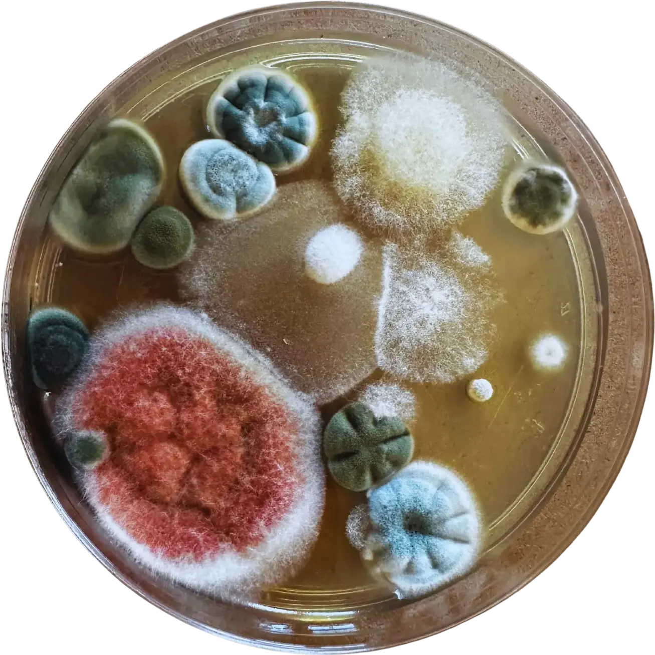 A petri plate with mold and bacteria colonies in green, blue-grey, rust, and white, growing on amber culture media.